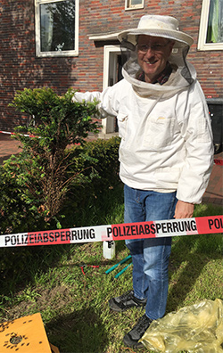 In dieserm Ast sitzt der Großteils des Bienenschwarms, der sich in der hannoverschen Nordstadt niedergelassen hat